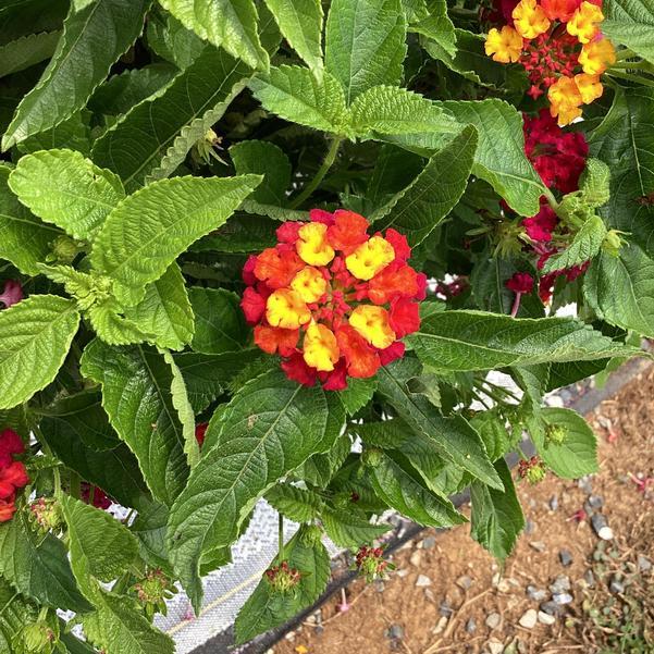 Lantana 'heartland Neon' - View 19 from www redcrocus com