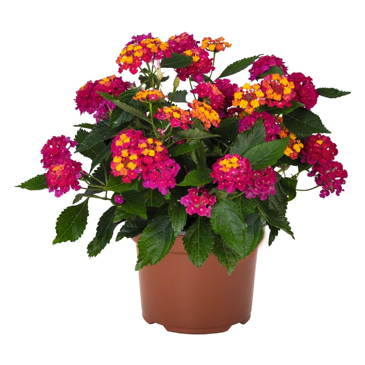 Lantana 'heartland Neon' - View 1 from www redcrocus com