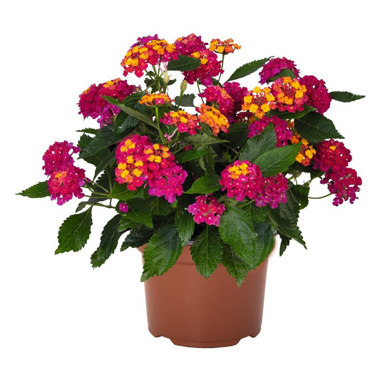 Lantana 'heartland Neon' - View 1 from www redcrocus com