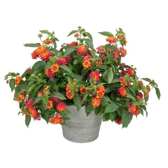 Lantana 'heartland Neon' - View 22 from www redcrocus com