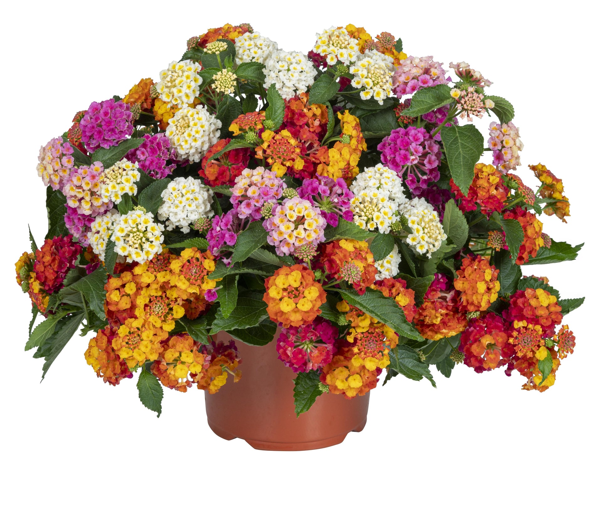 Lantana 'heartland Neon' - View 23 from www redcrocus com