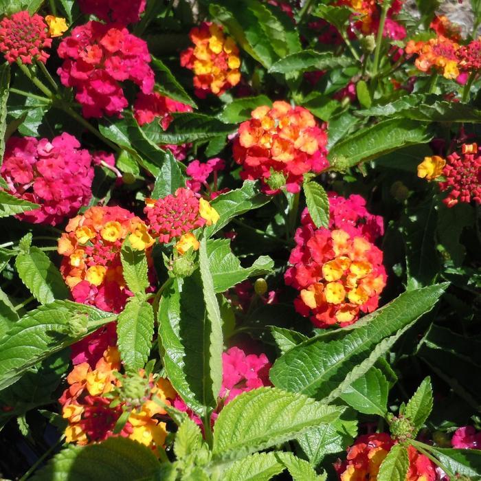 Lantana 'heartland Neon' - View 2 from www redcrocus com