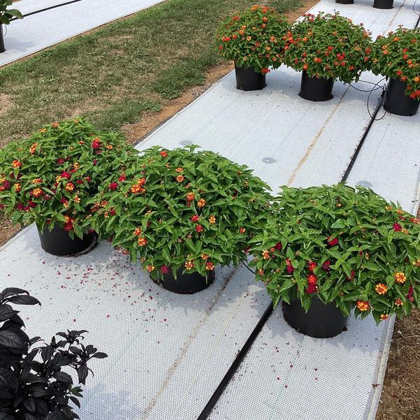 Lantana 'heartland Neon' - View 3 from www redcrocus com