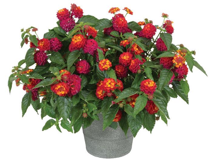 Lantana 'heartland Neon' - View 4 from www redcrocus com