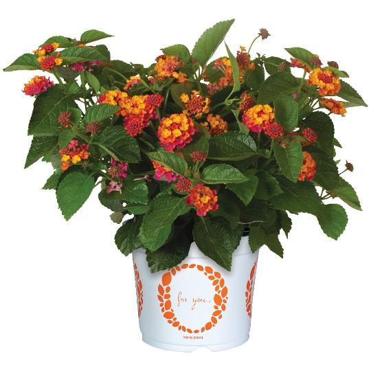Lantana 'heartland Neon' - View 5 from www redcrocus com