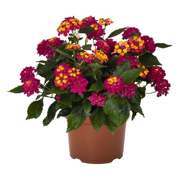 Lantana 'heartland Neon' - View 7 from www redcrocus com