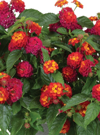 Lantana 'heartland Neon' - View 8 from www redcrocus com
