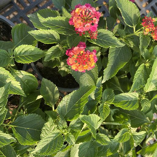 Lantana 'heartland Neon' - View 9 from www redcrocus com