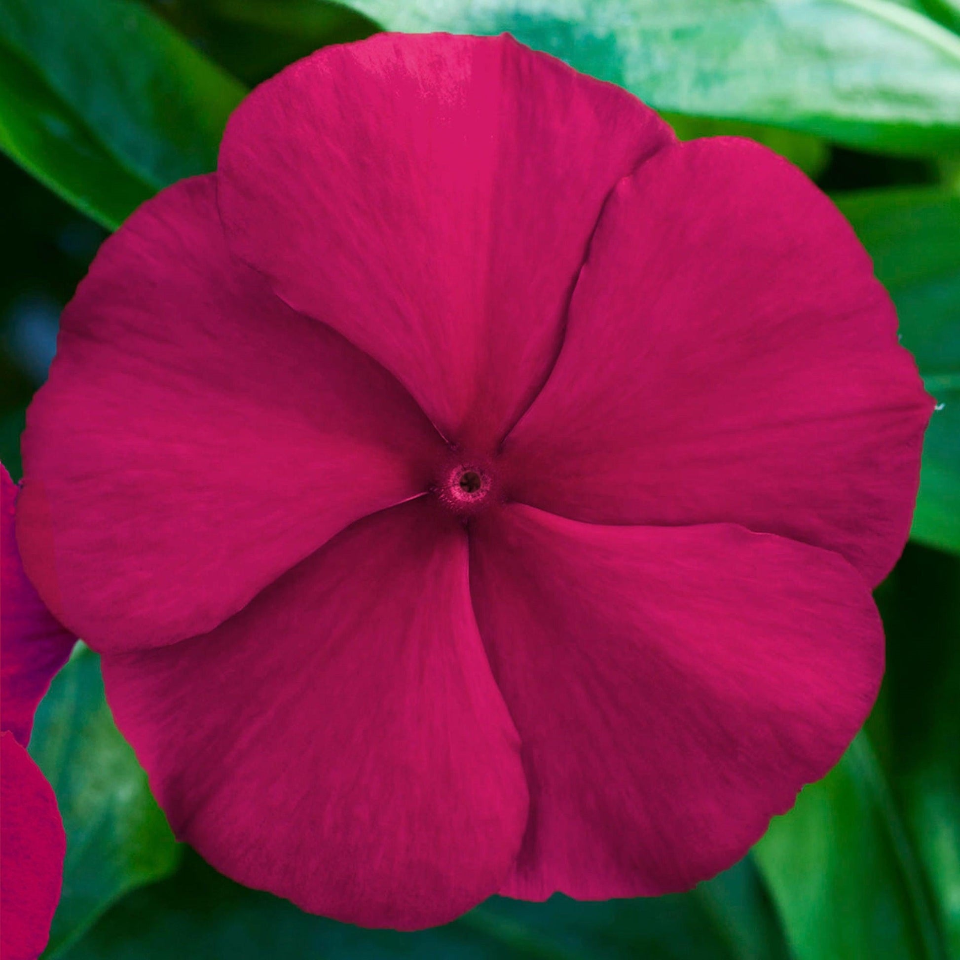 Vinca 'blockbuster Punch' - View 12 from www redcrocus com
