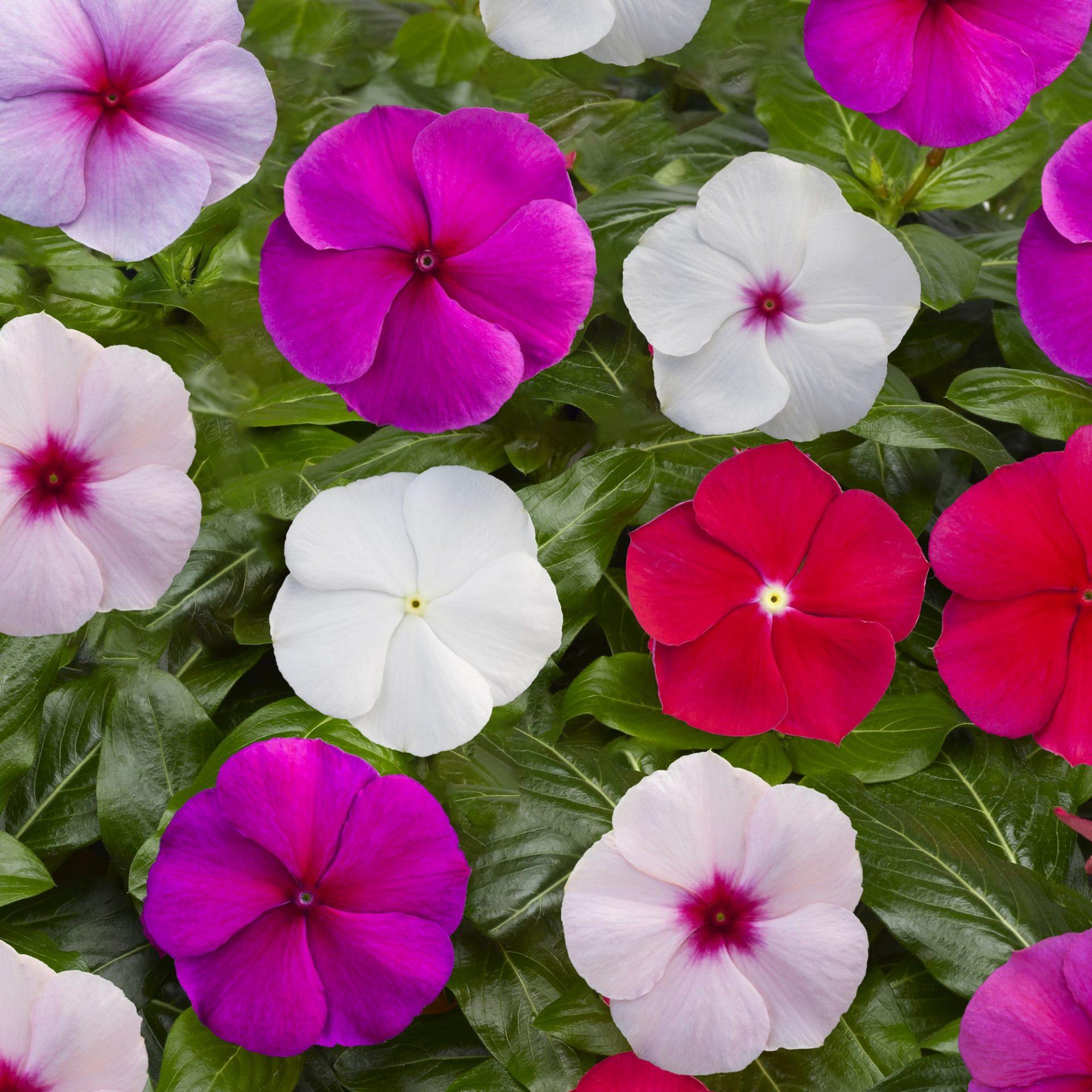 Vinca 'blockbuster Punch' - View 13 from www redcrocus com