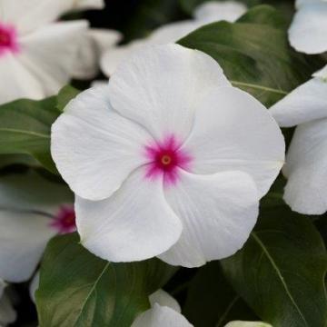 Vinca 'blockbuster Punch' - View 14 from www redcrocus com