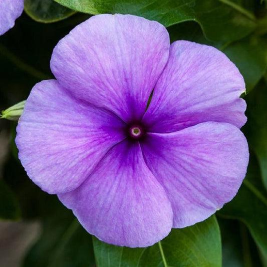 Vinca 'blockbuster Punch' - View 16 from www redcrocus com