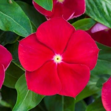 Vinca 'blockbuster Punch' - View 17 from www redcrocus com