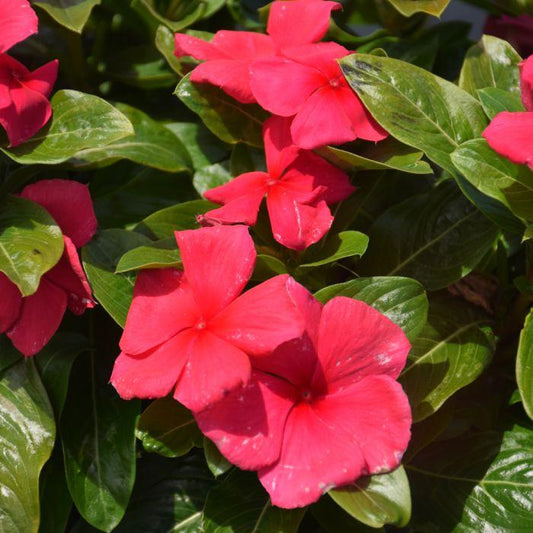 Vinca 'blockbuster Punch' - View 1 from www redcrocus com