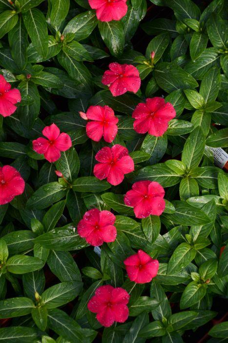 Vinca 'blockbuster Punch' - View 2 from www redcrocus com