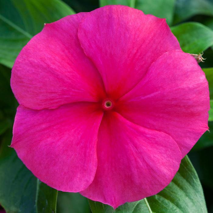 Vinca 'blockbuster Punch' - View 6 from www redcrocus com