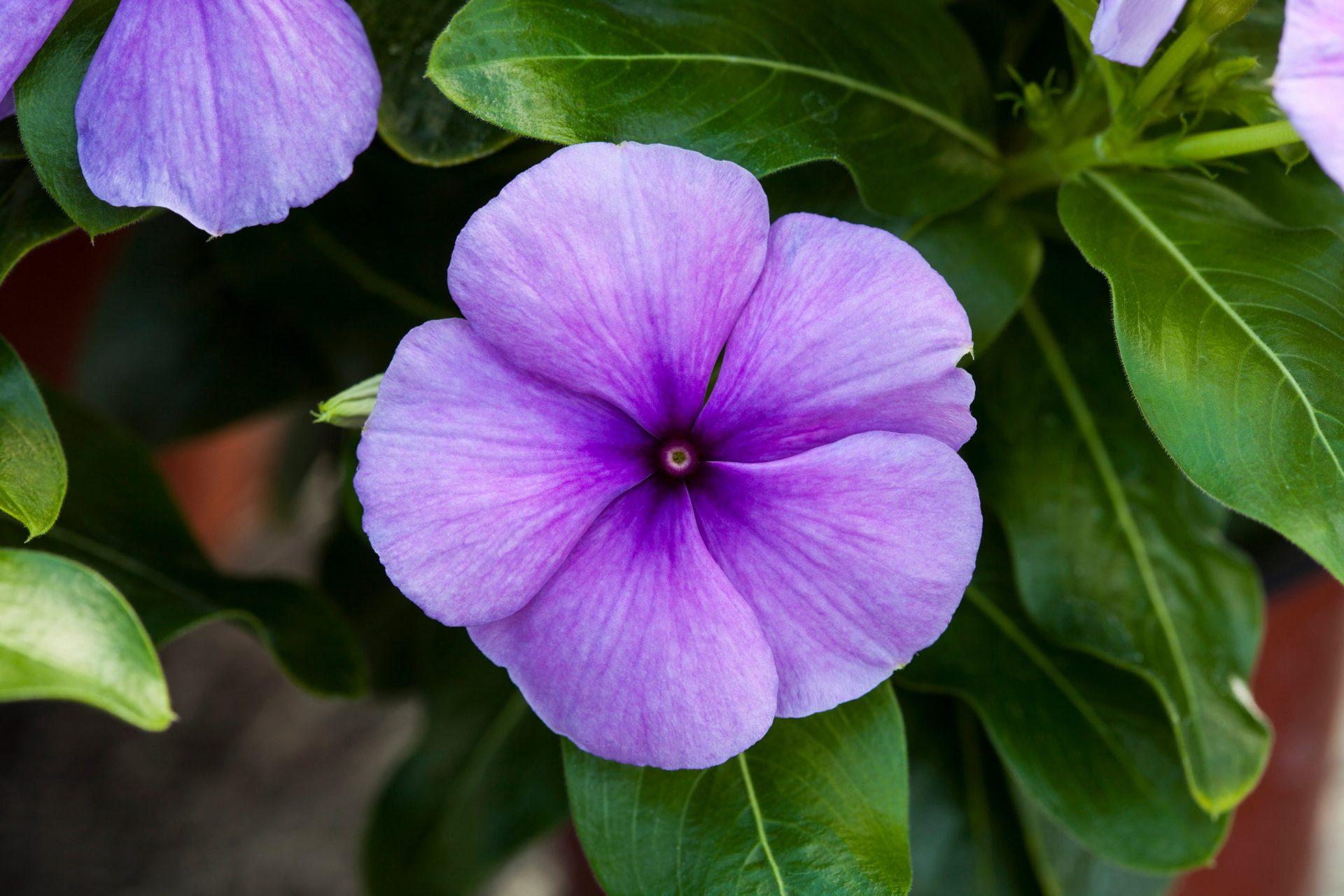 Vinca 'blockbuster Punch' - View 9 from www redcrocus com