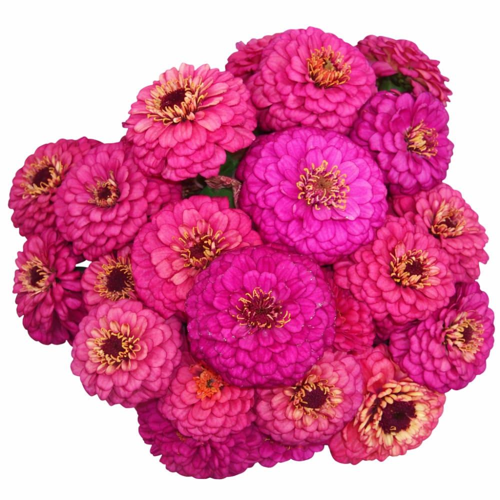 Zinnia 'elegant Hot Mix' - View 12 from www redcrocus com