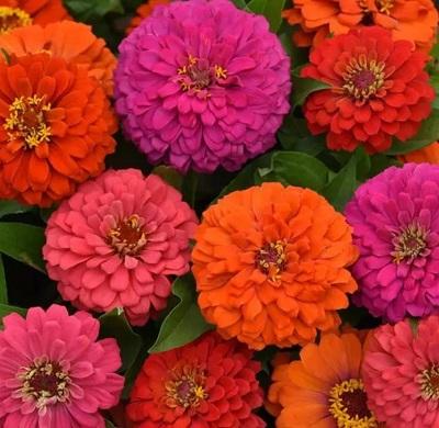 Zinnia 'elegant Hot Mix' - View 28 from www redcrocus com