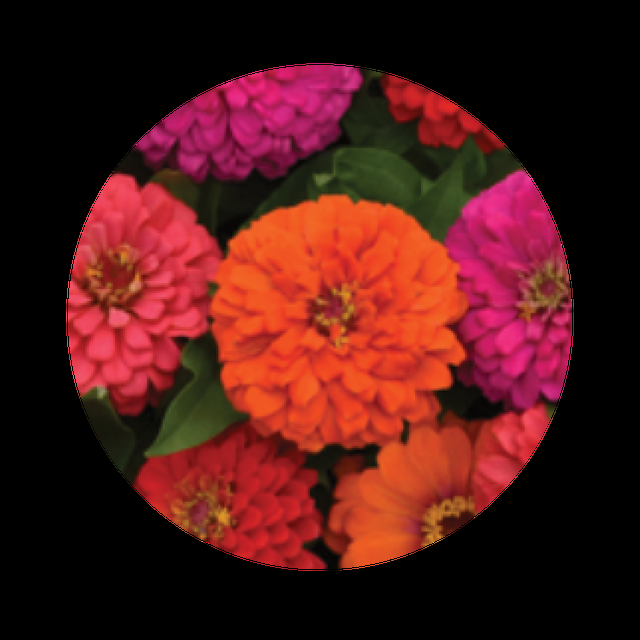 Zinnia 'elegant Hot Mix' - View 31 from www redcrocus com