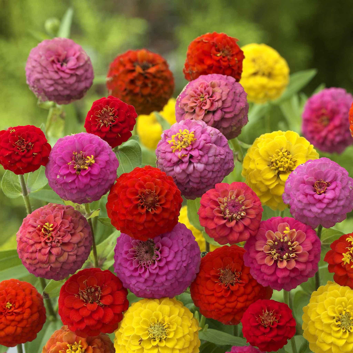 Zinnia 'elegant Hot Mix' - View 34 from www redcrocus com