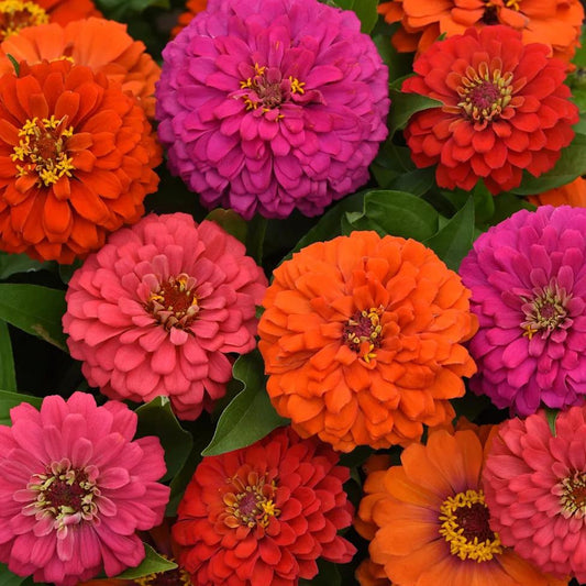 Zinnia 'elegant Hot Mix' - View 35 from www redcrocus com