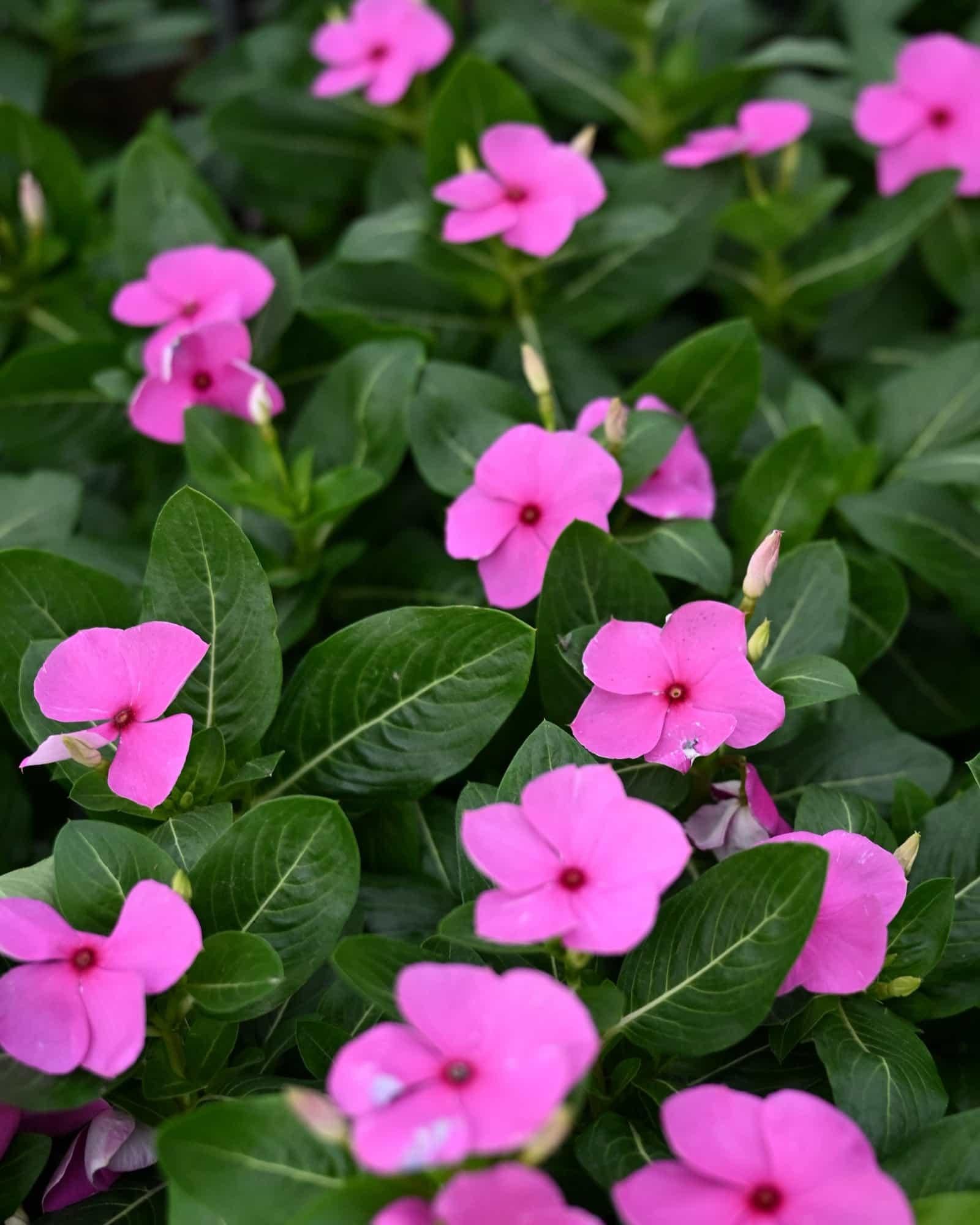 Vinca 'blockbuster Patriot Mix' - View 10 from www redcrocus com