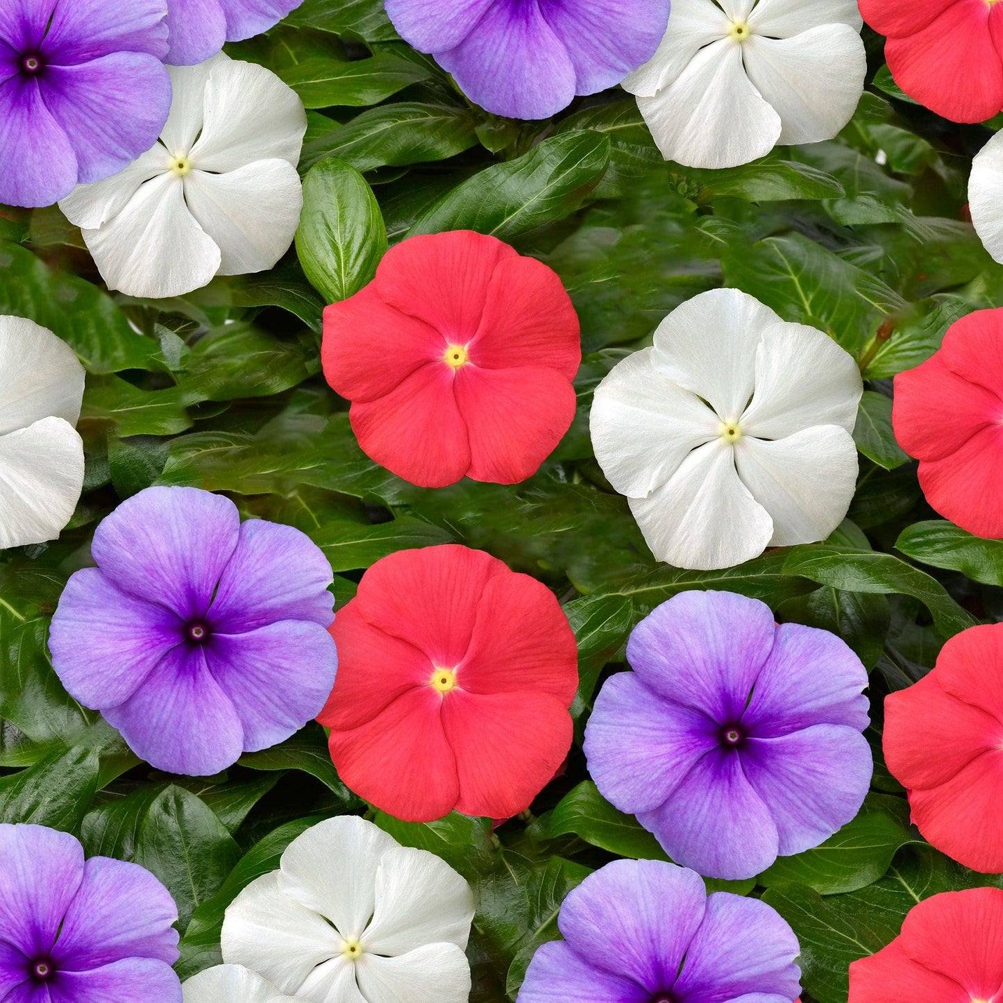 Vinca 'blockbuster Patriot Mix' - View 11 from www redcrocus com