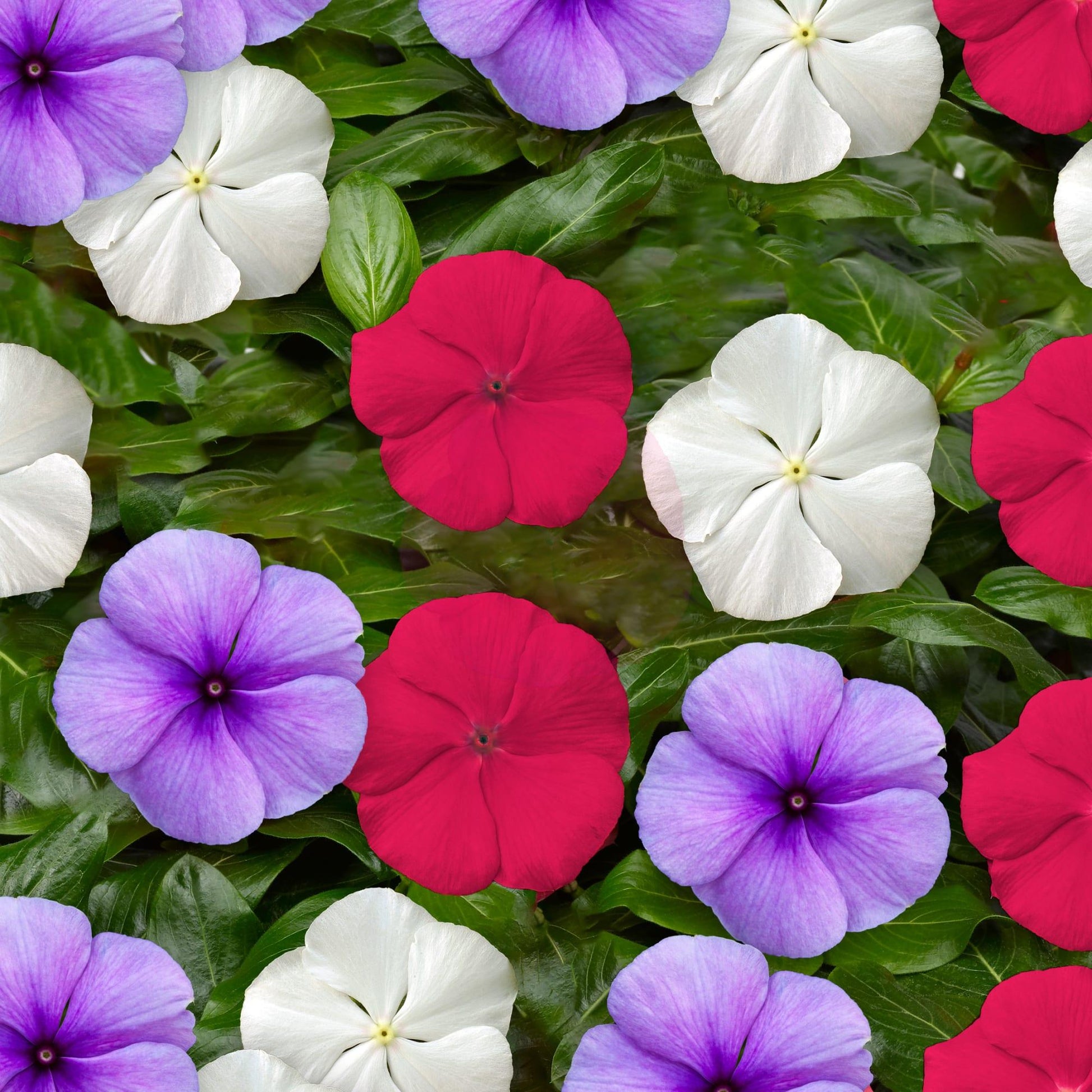 Vinca 'blockbuster Patriot Mix' - View 14 from www redcrocus com