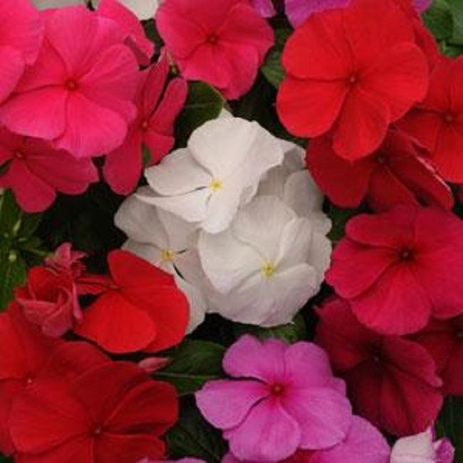 Vinca 'blockbuster Patriot Mix' - View 15 from www redcrocus com