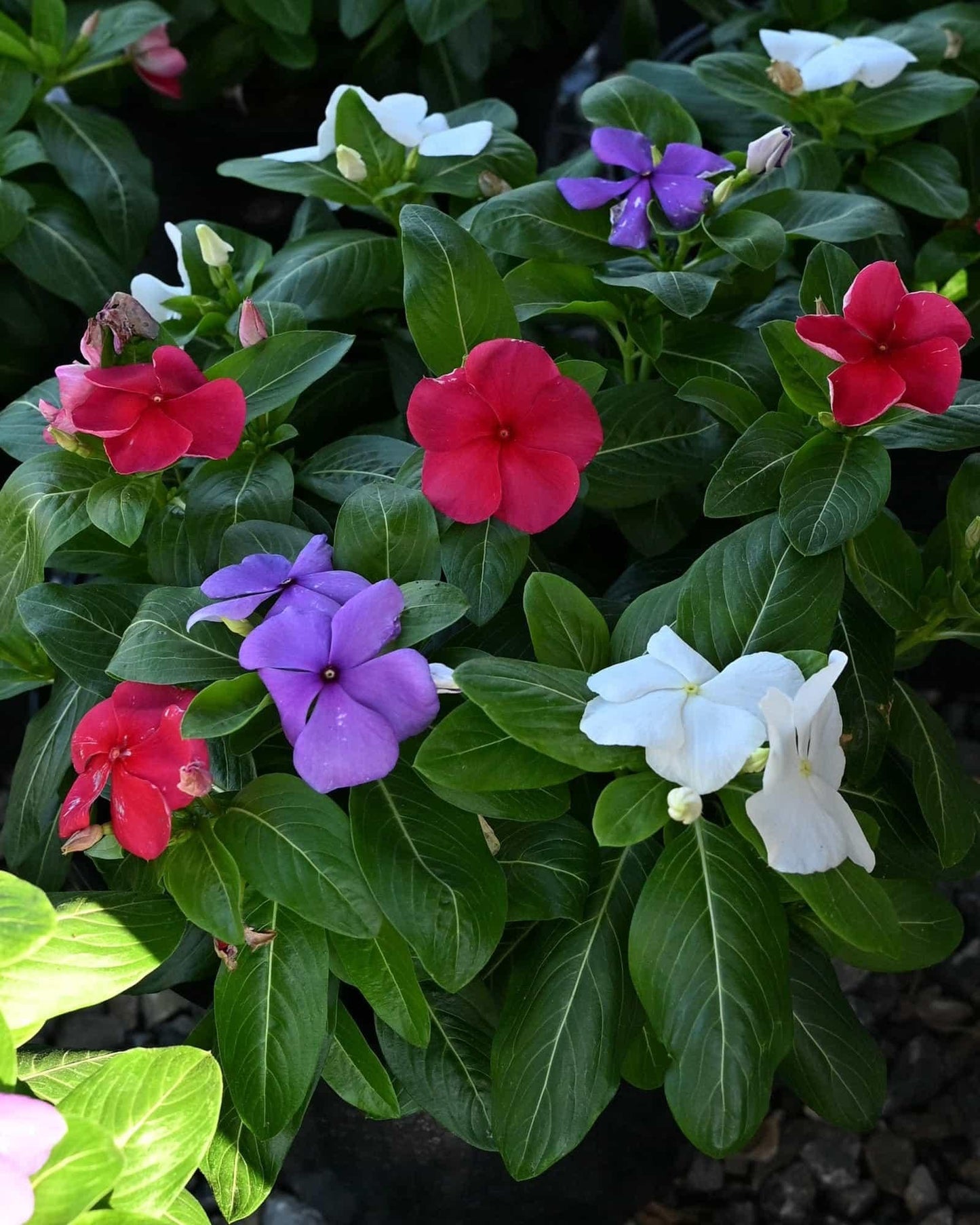 Vinca 'blockbuster Patriot Mix' - View 1 from www redcrocus com