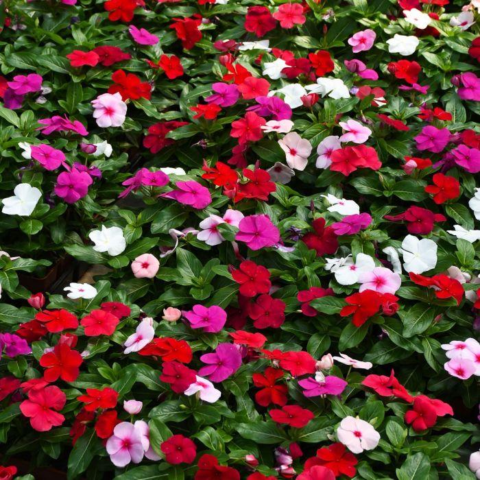 Vinca 'blockbuster Patriot Mix' - View 2 from www redcrocus com