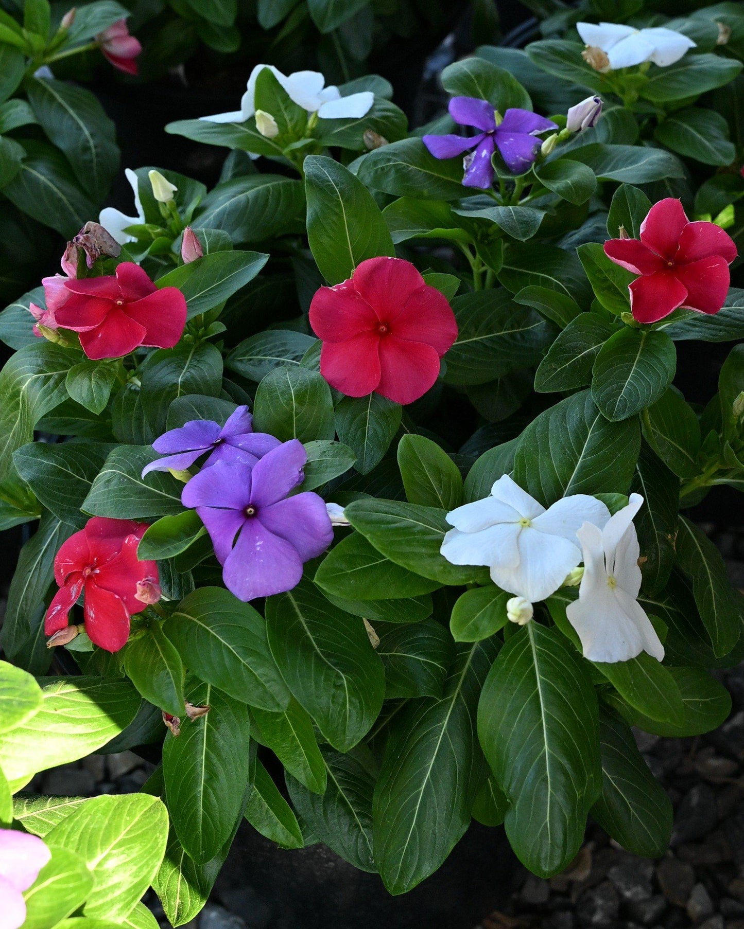 Vinca 'blockbuster Patriot Mix' - View 5 from www redcrocus com