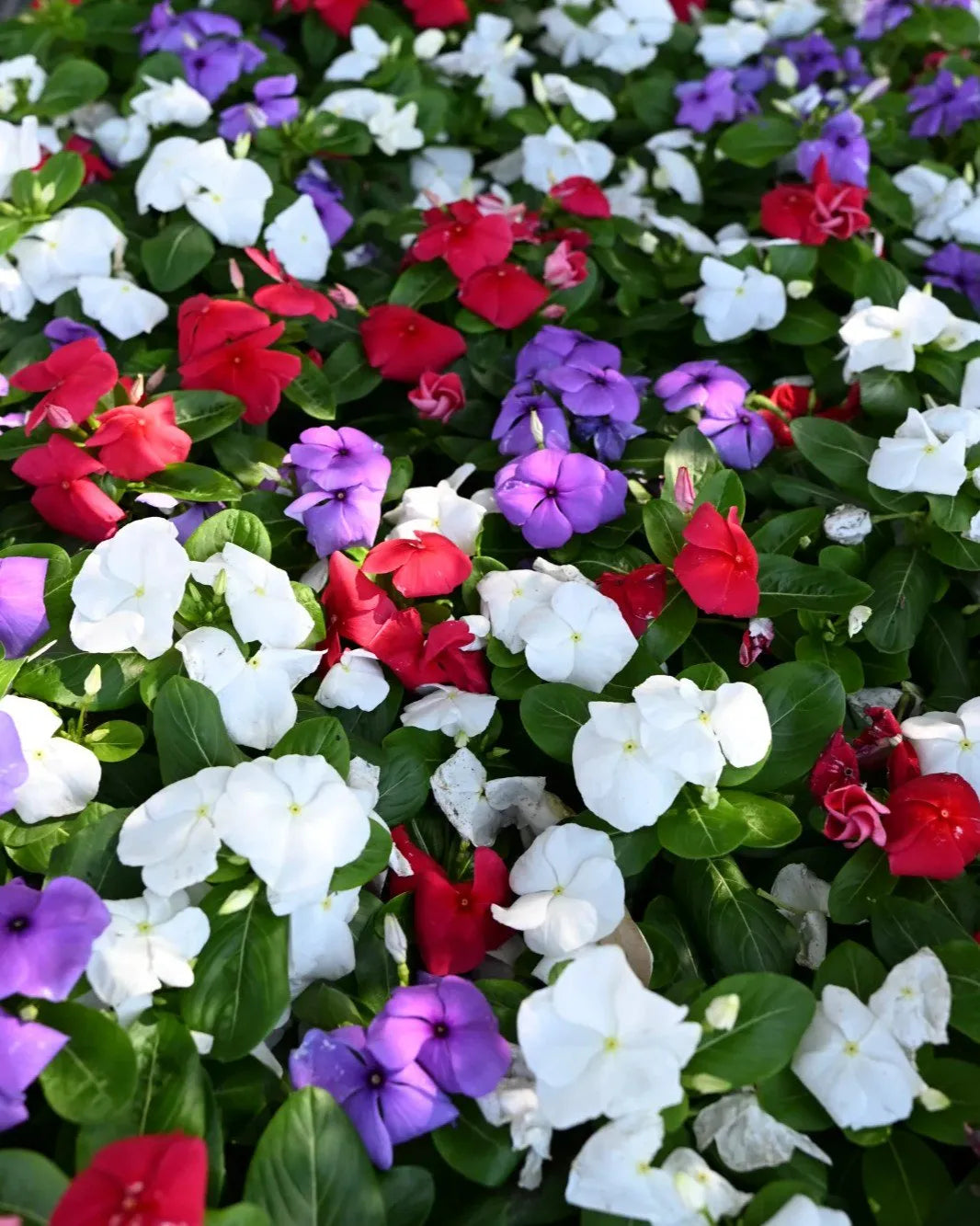 Vinca 'blockbuster Patriot Mix' - View 8 from www redcrocus com