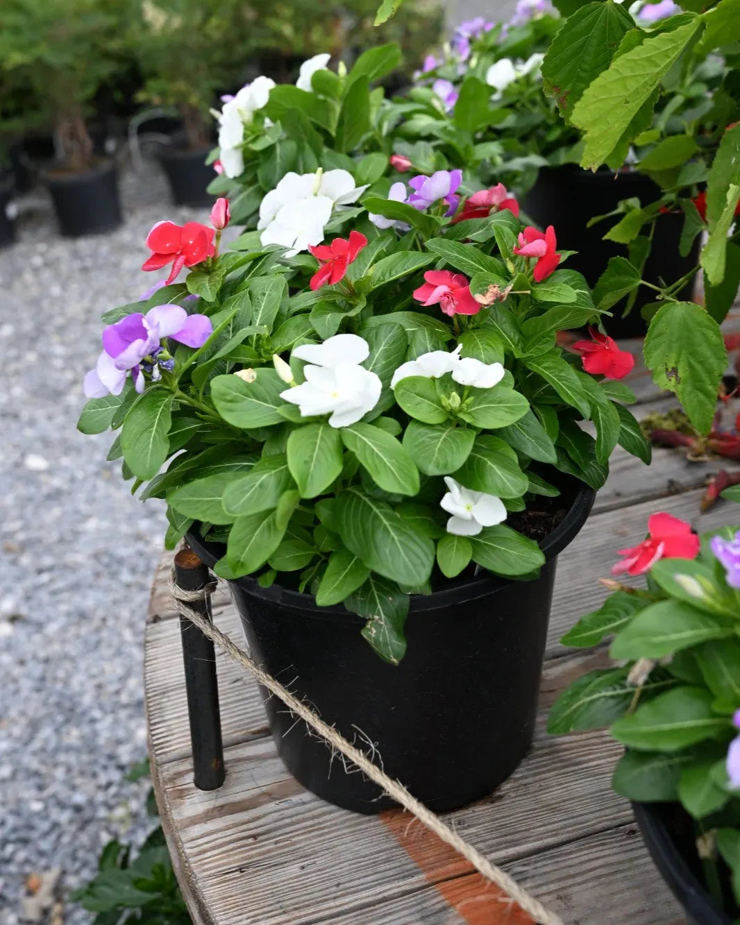 Vinca 'blockbuster Patriot Mix' - View 9 from www redcrocus com