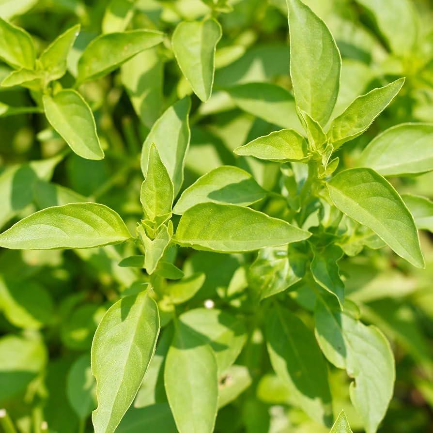 Herb, Ocimum Basilicum, Assorted Basil - View 11 from www redcrocus com