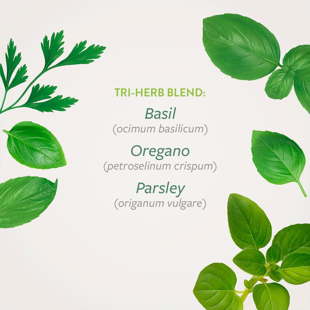 Herb, Ocimum Basilicum, Assorted Basil - View 13 from www redcrocus com
