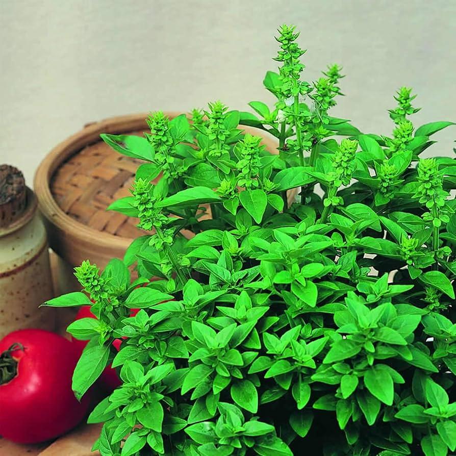 Herb, Ocimum Basilicum, Assorted Basil - View 15 from www redcrocus com