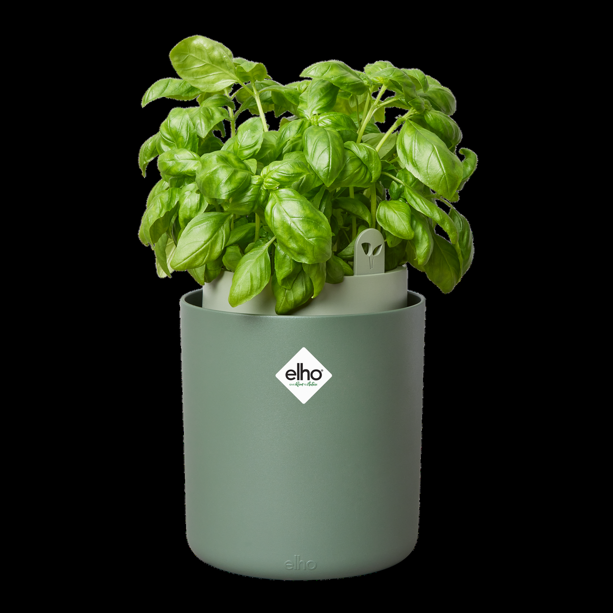 Herb, Ocimum Basilicum, Assorted Basil - View 17 from www redcrocus com