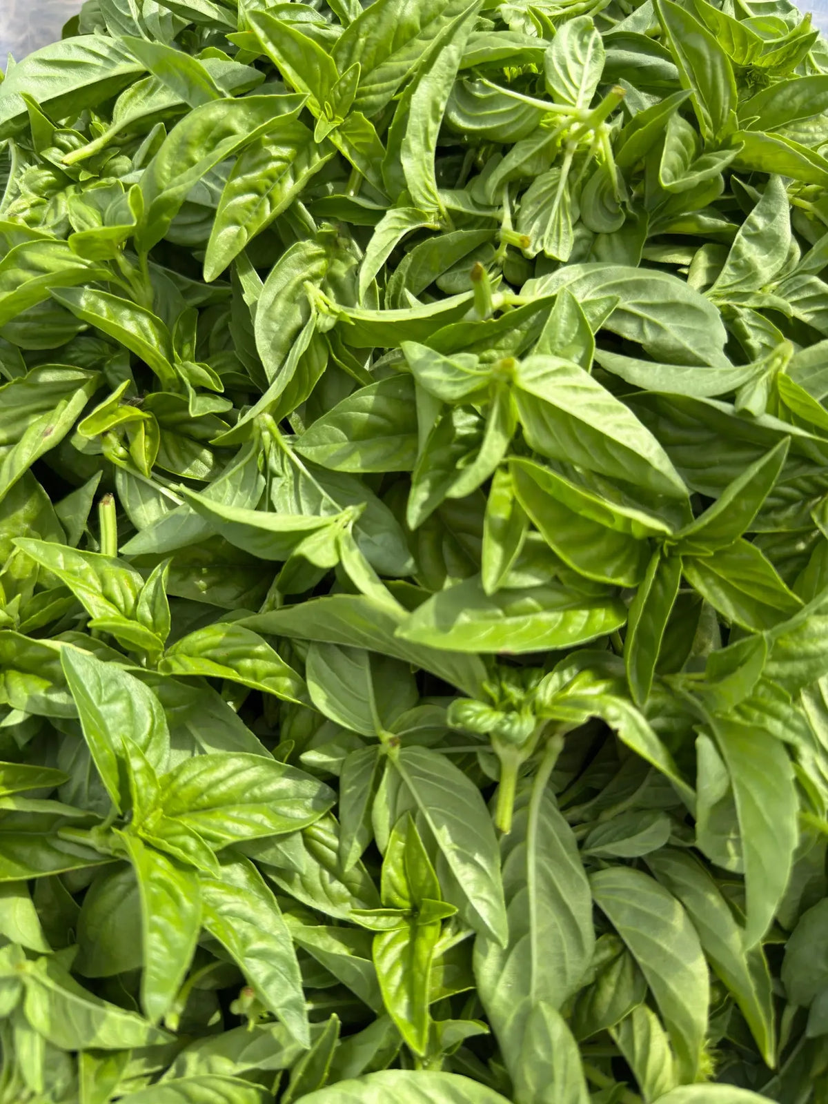 Herb, Ocimum Basilicum, Assorted Basil - View 1 from www redcrocus com