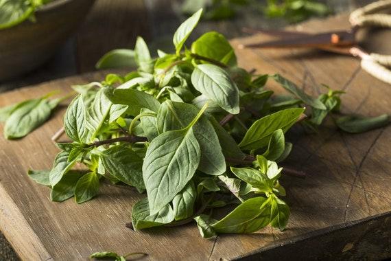 Herb, Ocimum Basilicum, Assorted Basil - View 20 from www redcrocus com