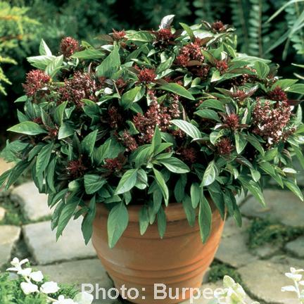 Herb, Ocimum Basilicum, Assorted Basil - View 22 from www redcrocus com