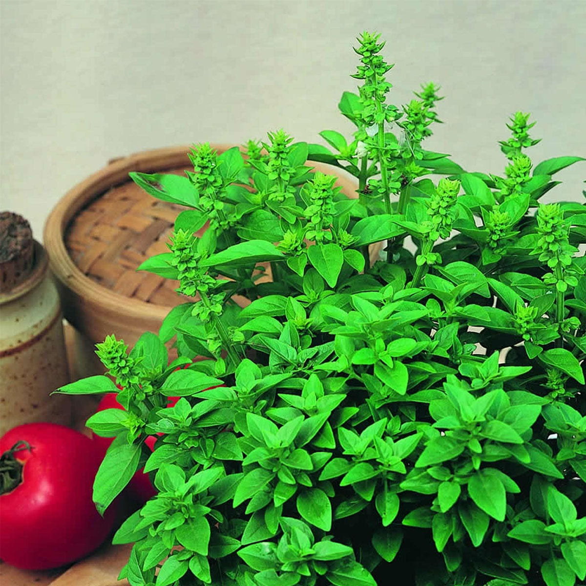 Herb, Ocimum Basilicum, Assorted Basil - View 23 from www redcrocus com