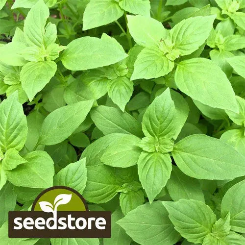 Herb, Ocimum Basilicum, Assorted Basil - View 23 from www redcrocus com