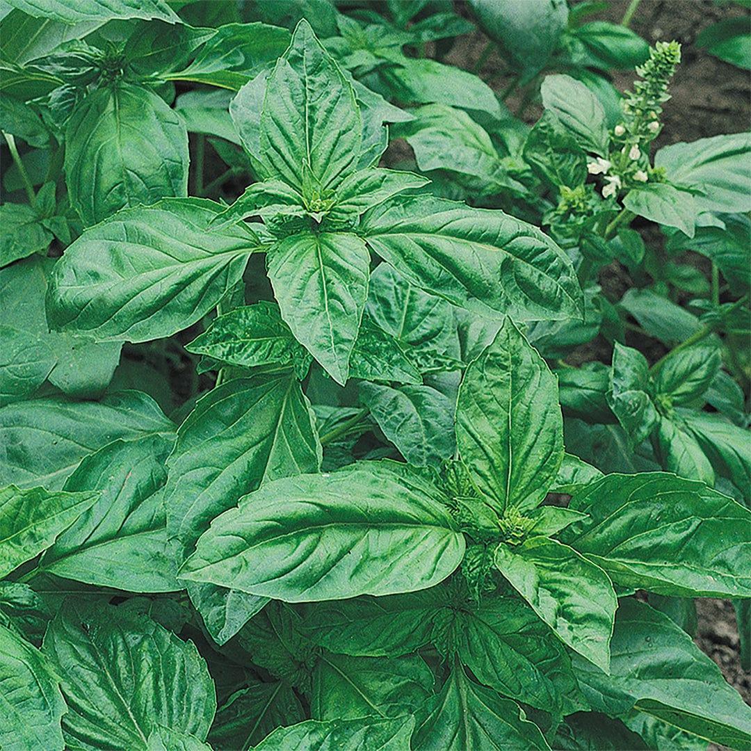 Herb, Ocimum Basilicum, Assorted Basil - View 24 from www redcrocus com