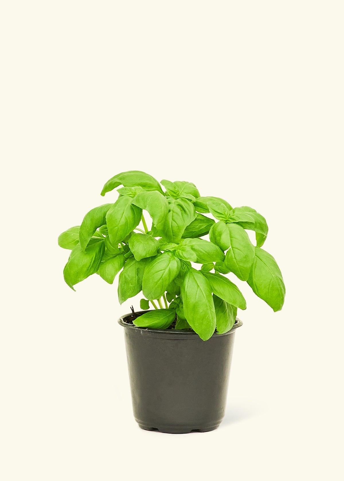 Herb, Ocimum Basilicum, Assorted Basil - View 2 from www redcrocus com