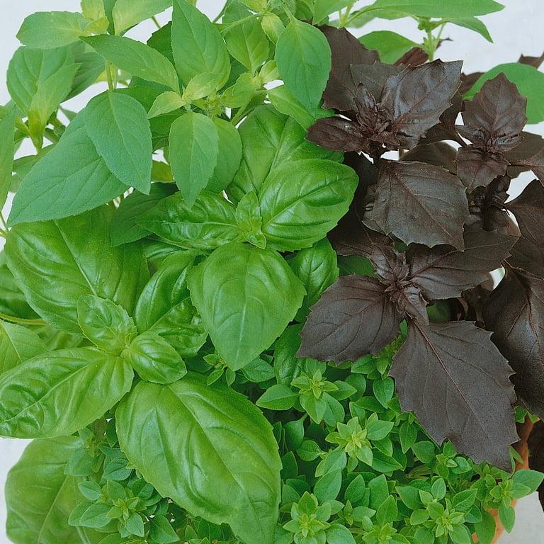 Herb, Ocimum Basilicum, Assorted Basil - View 30 from www redcrocus com