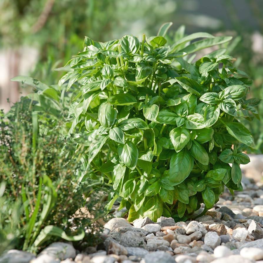 Herb, Ocimum Basilicum, Assorted Basil - View 31 from www redcrocus com