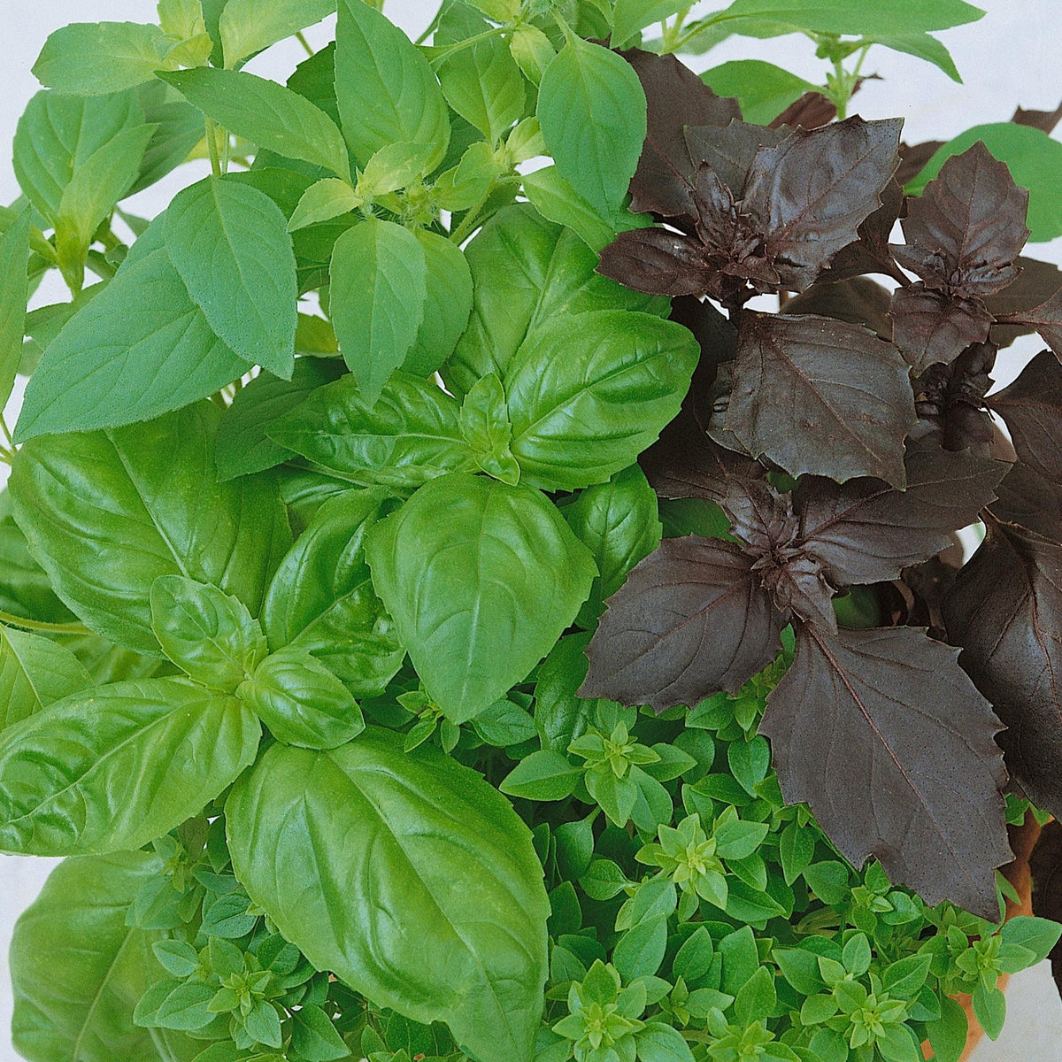 Herb, Ocimum Basilicum, Assorted Basil - View 32 from www redcrocus com