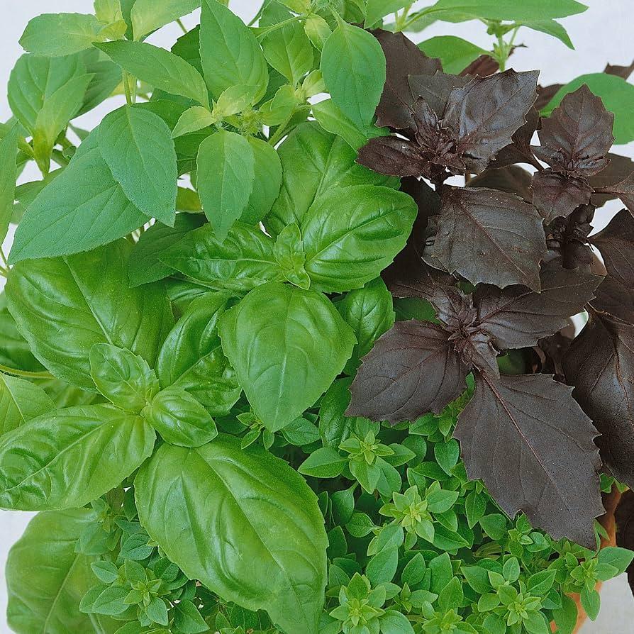 Herb, Ocimum Basilicum, Assorted Basil - View 34 from www redcrocus com